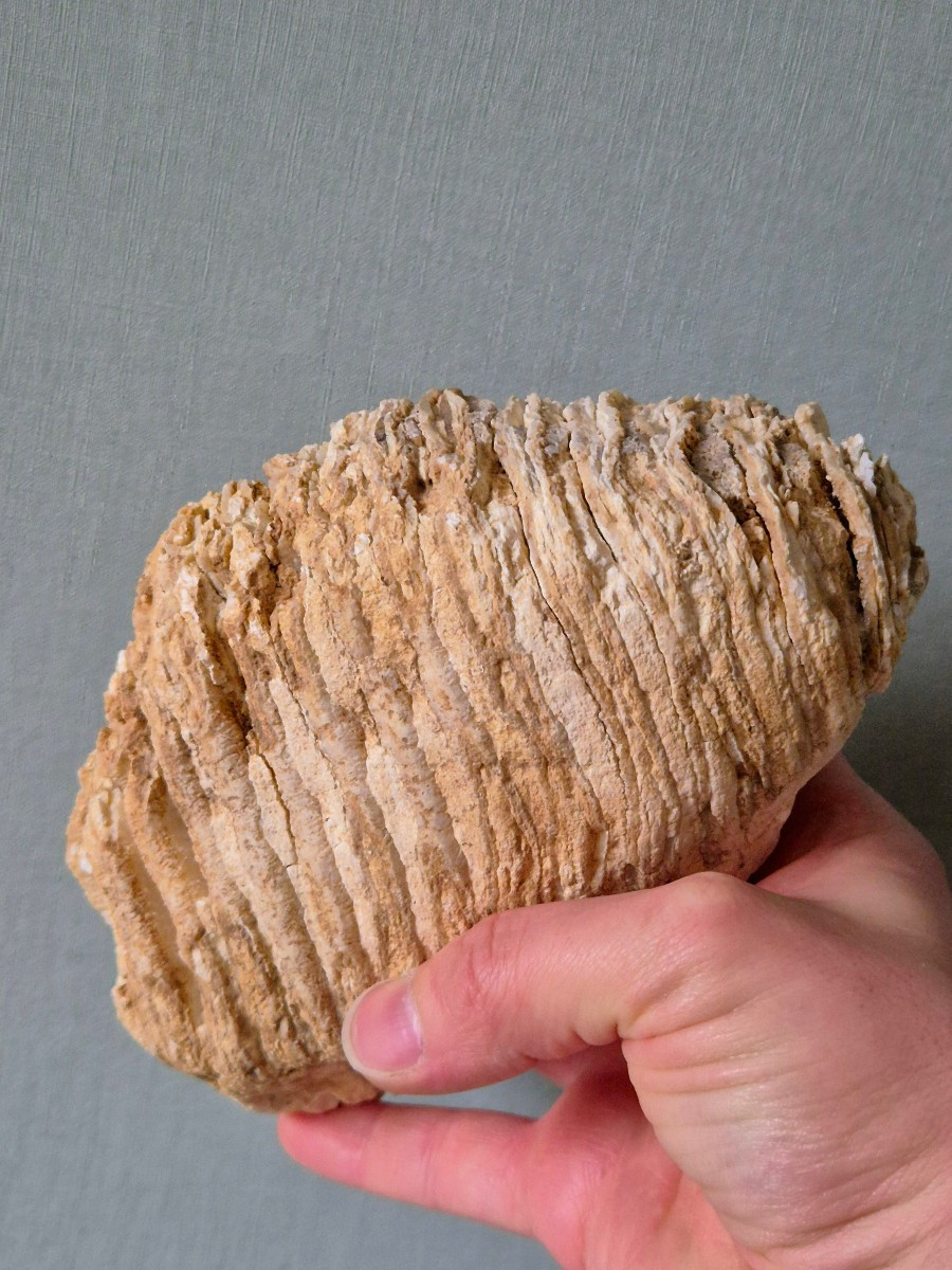 Fossilized Pleistocene Mammoth Molar From France -photo-3