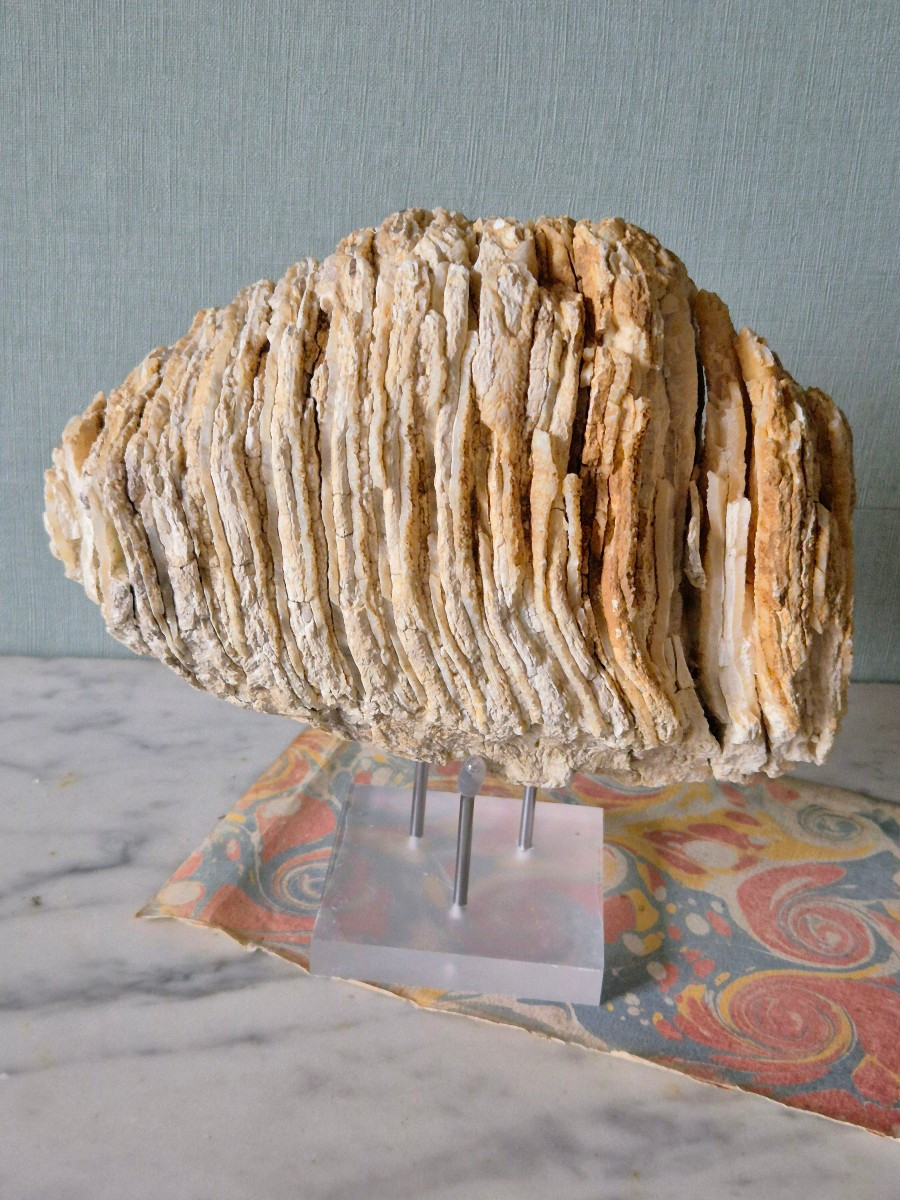 Fossilized Pleistocene Mammoth Molar From France -photo-4