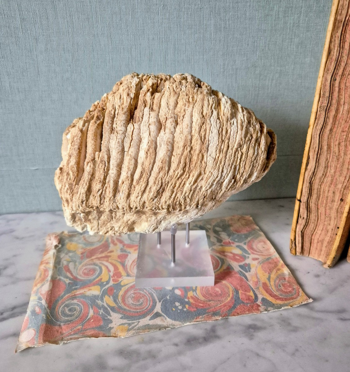 Fossilized Pleistocene Mammoth Molar From France 