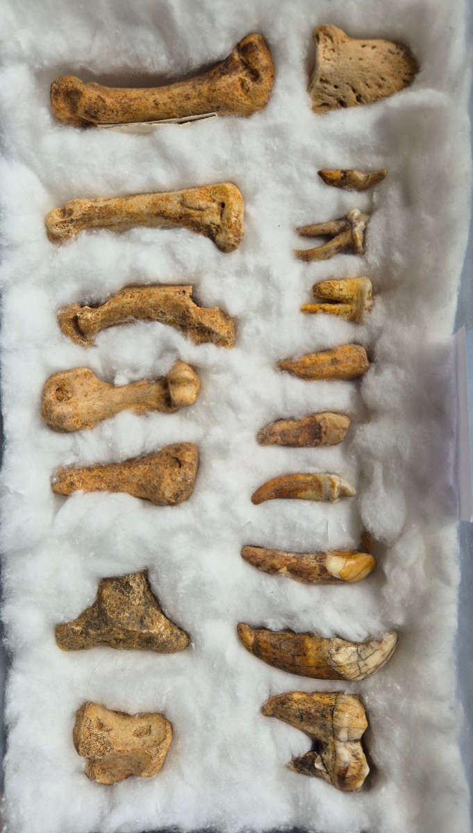 Ours des cavernes - Dents fossiles et métacarpes -photo-2