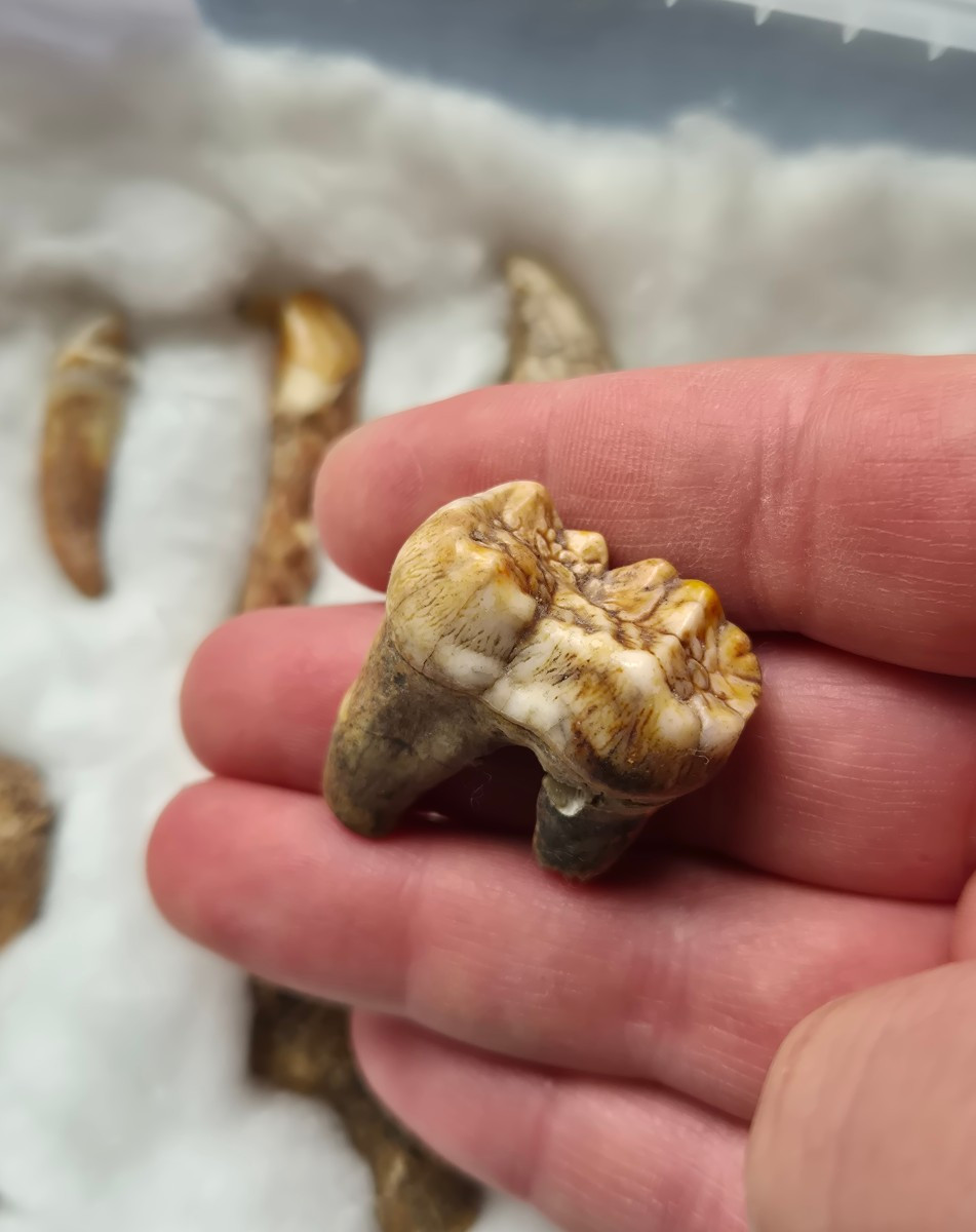 Ours des cavernes - Dents fossiles et métacarpes -photo-1