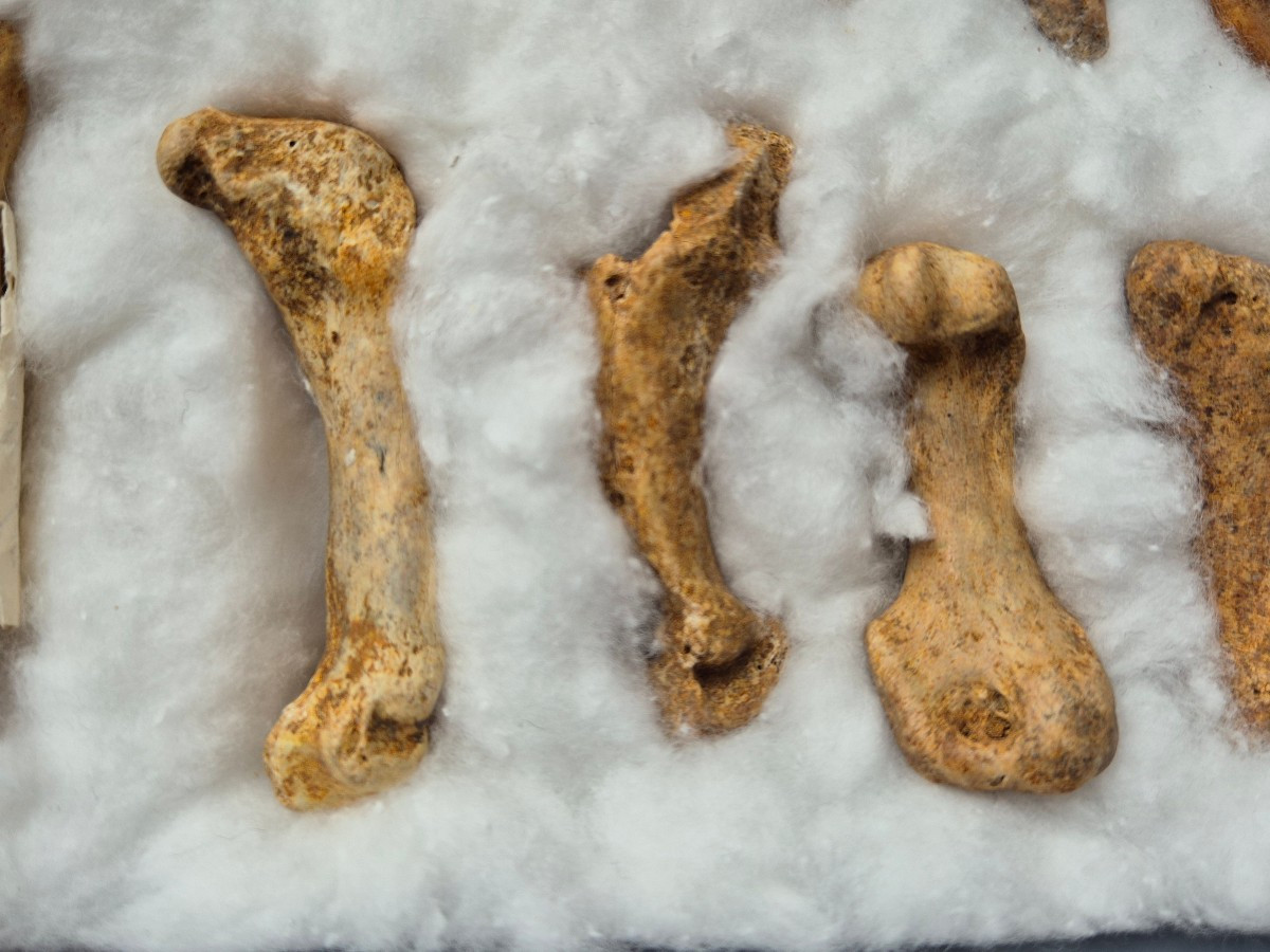 Ours des cavernes - Dents fossiles et métacarpes -photo-3