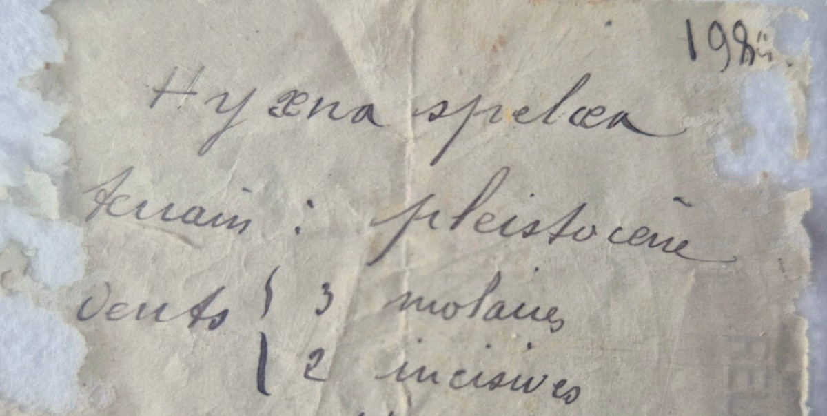 Ours des cavernes - Dents fossiles et métacarpes -photo-4