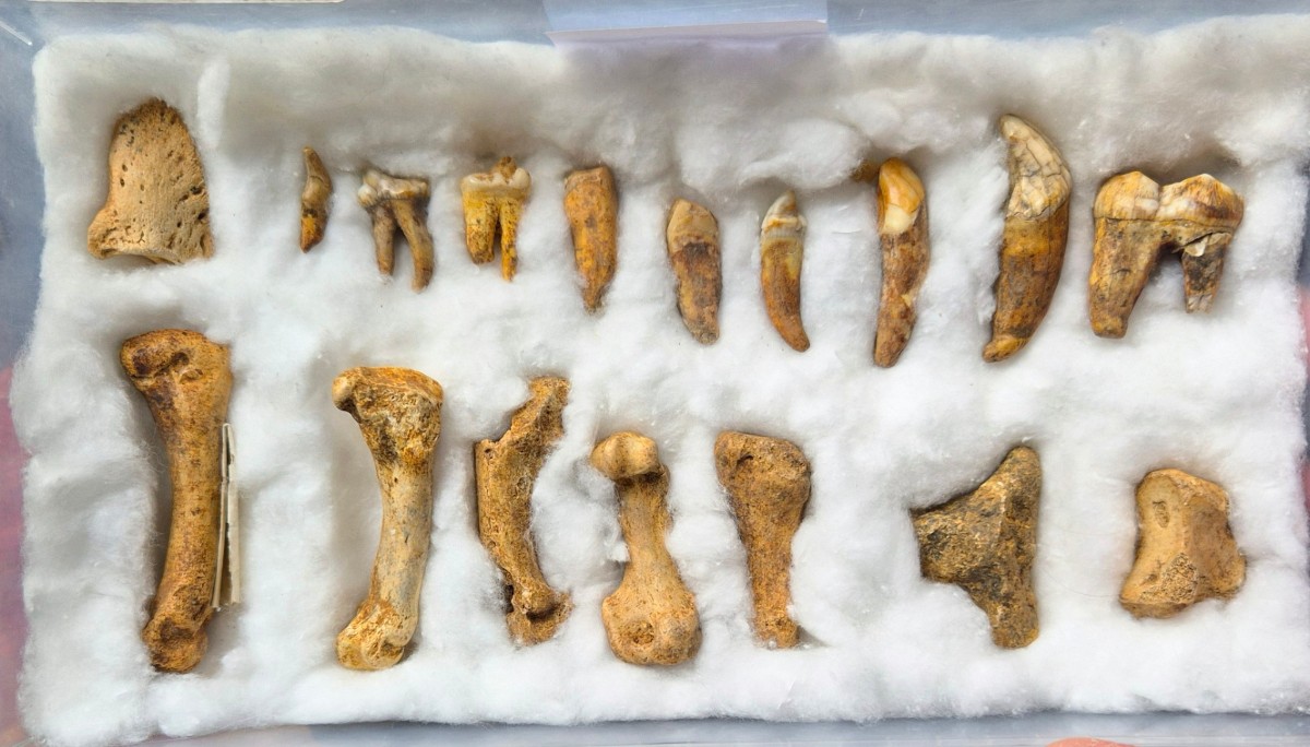 Ours des cavernes - Dents fossiles et métacarpes 