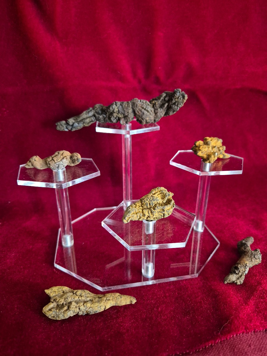 Fossiles - Six coprolithes de Reptile de Madagascar Ere Tertiaire-photo-2