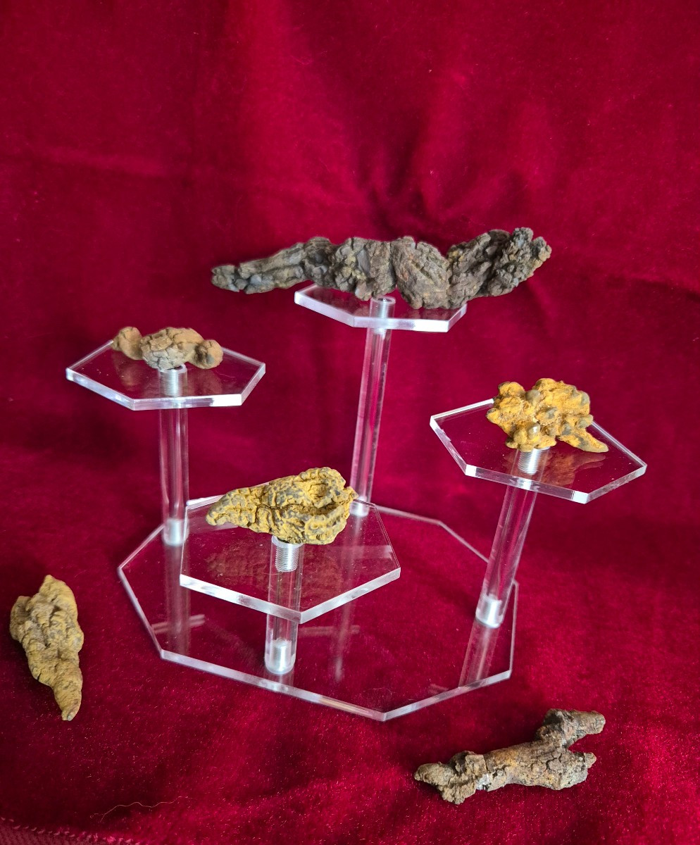 Fossiles - Six coprolithes de Reptile de Madagascar Ere Tertiaire-photo-3