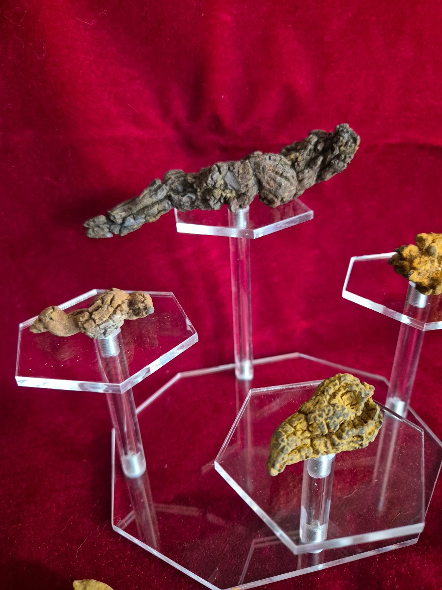 Fossiles - Six coprolithes de Reptile de Madagascar Ere Tertiaire-photo-4