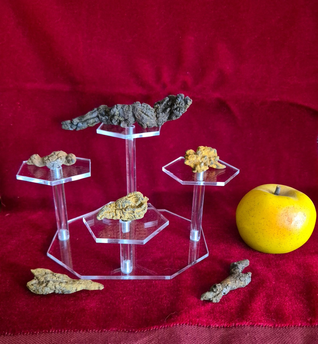 Fossiles - Six coprolithes de Reptile de Madagascar Ere Tertiaire-photo-1