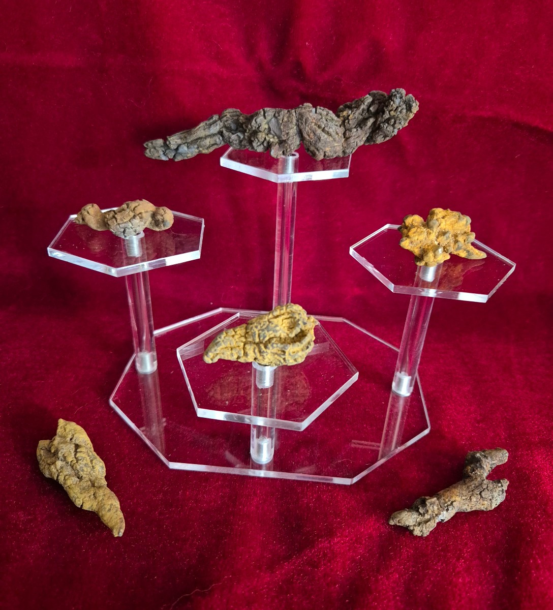Fossiles - Six coprolithes de Reptile de Madagascar Ere Tertiaire