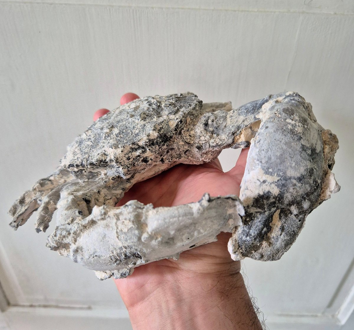 Grand Crabe fossile pétrifié du Pliocène Ile de Java, Indonésie -photo-4