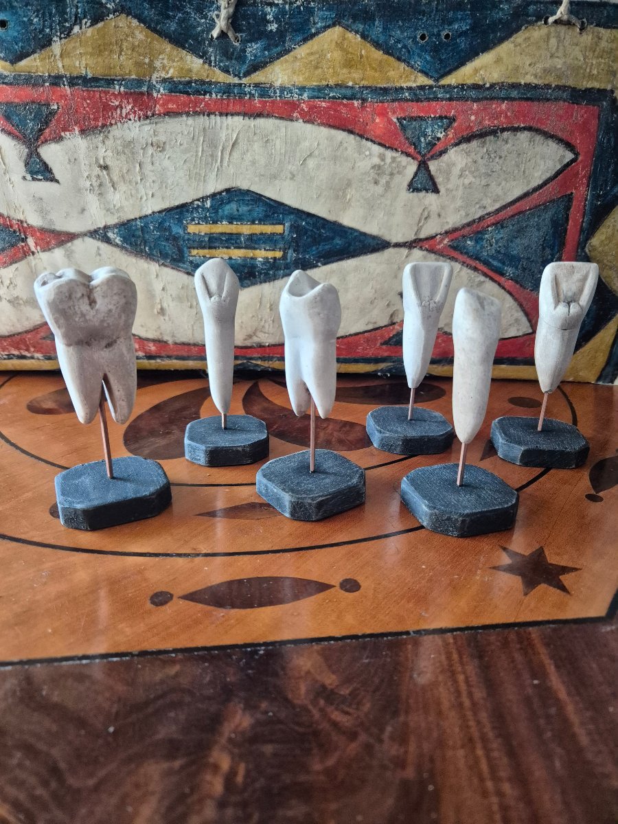 Anatomical Dental Models -photo-2