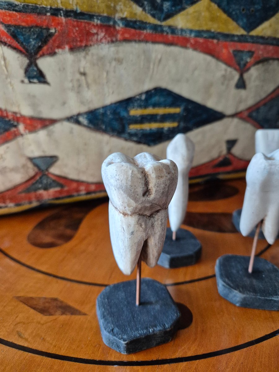 Anatomical Dental Models -photo-3