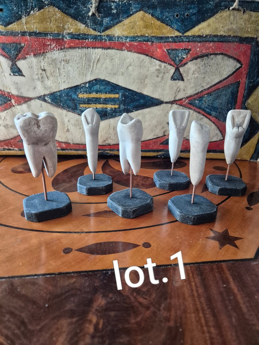 Anatomical Dental Models -photo-1
