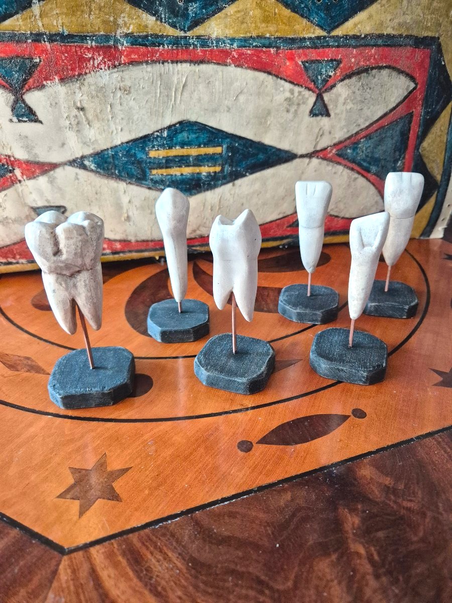 Anatomical Dental Models 