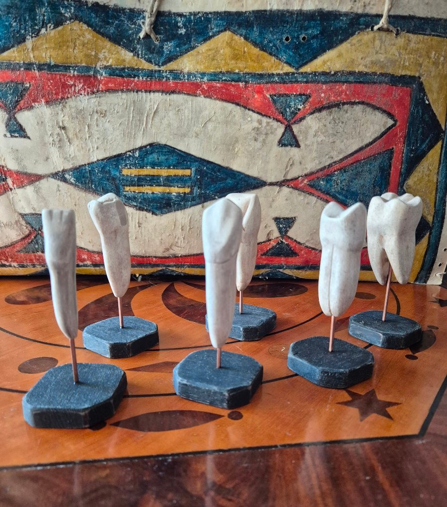 Dental Anatomical Models - Set 2-photo-2