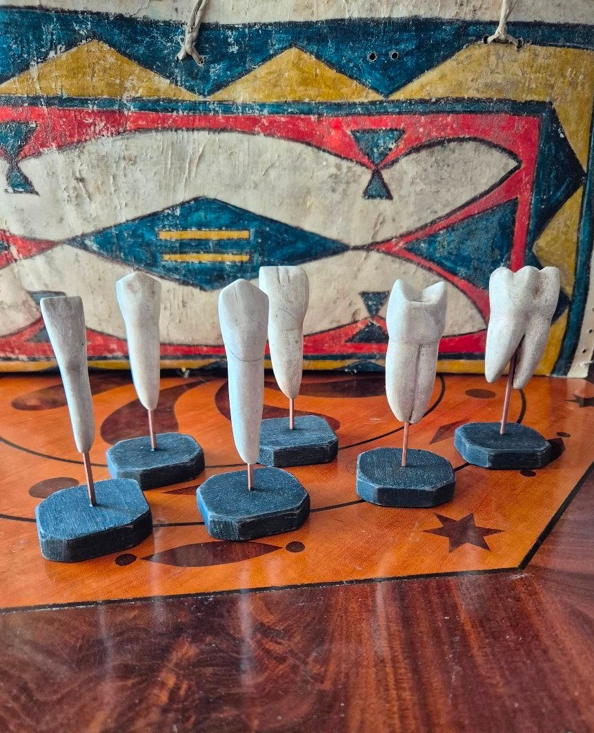 Dental Anatomical Models - Set 2