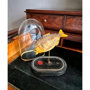 Piranha Naturalized Under Glass Globe “napoleon III” Ichyotaxidermy Curiosity