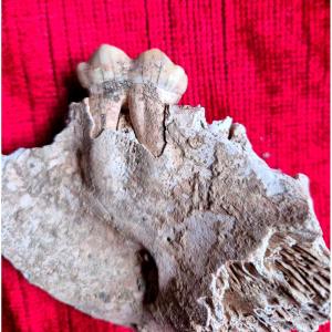 Cave Bear Tooth (molar On Bone) Pleistocene Fossil