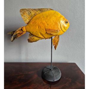 Naturalized Freshwater “carp” Fish Ichtyotaxidermy - Curiité Naturalia