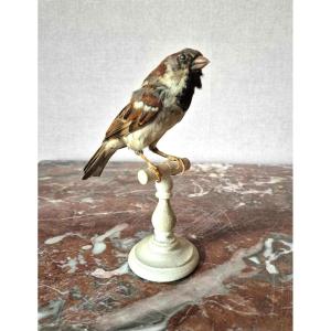 Old House Sparrow Taxidermy - Naturalia Cabinet Of Curiosities 