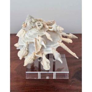 Clumping Shell “xenophora Pallidula” 