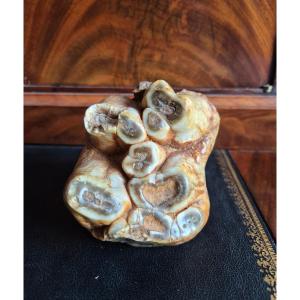 Anancus Plio-pleistocene Fossil Tooth From France