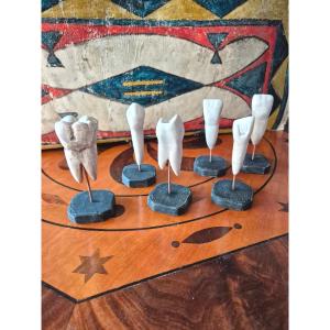 Modèles anatomiques dentaires - lot 1
