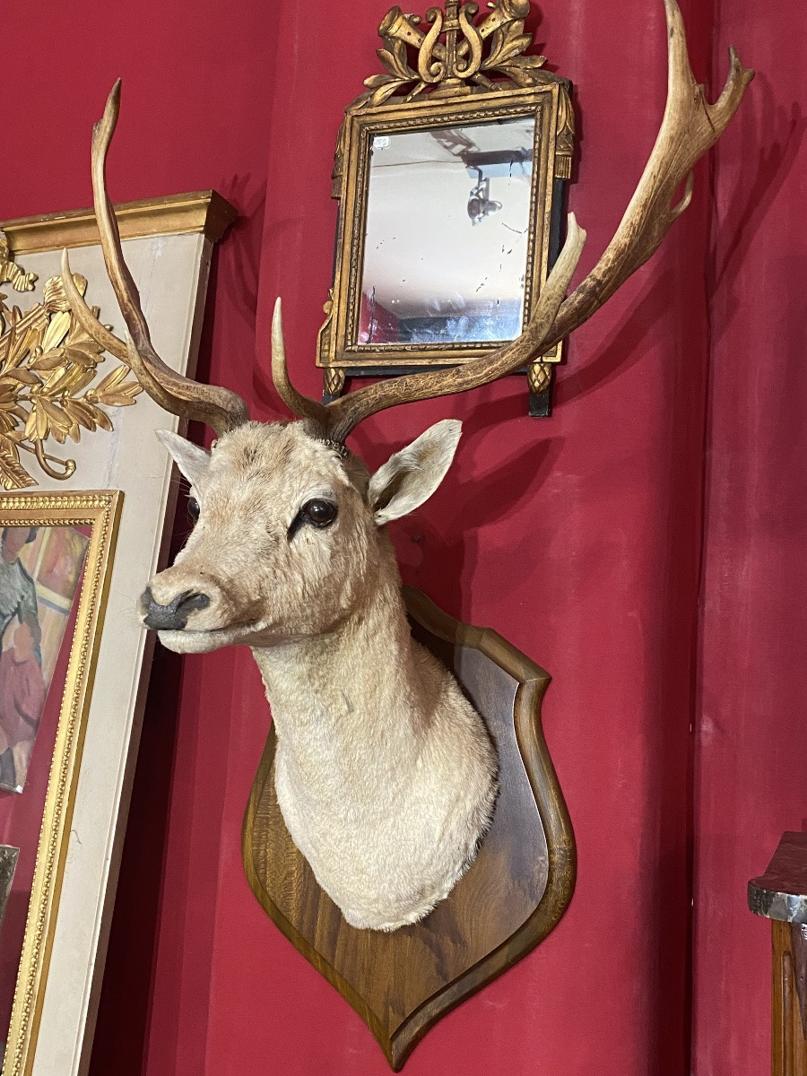 Grand trophée de chasse tête de daim taxidermie-photo-2