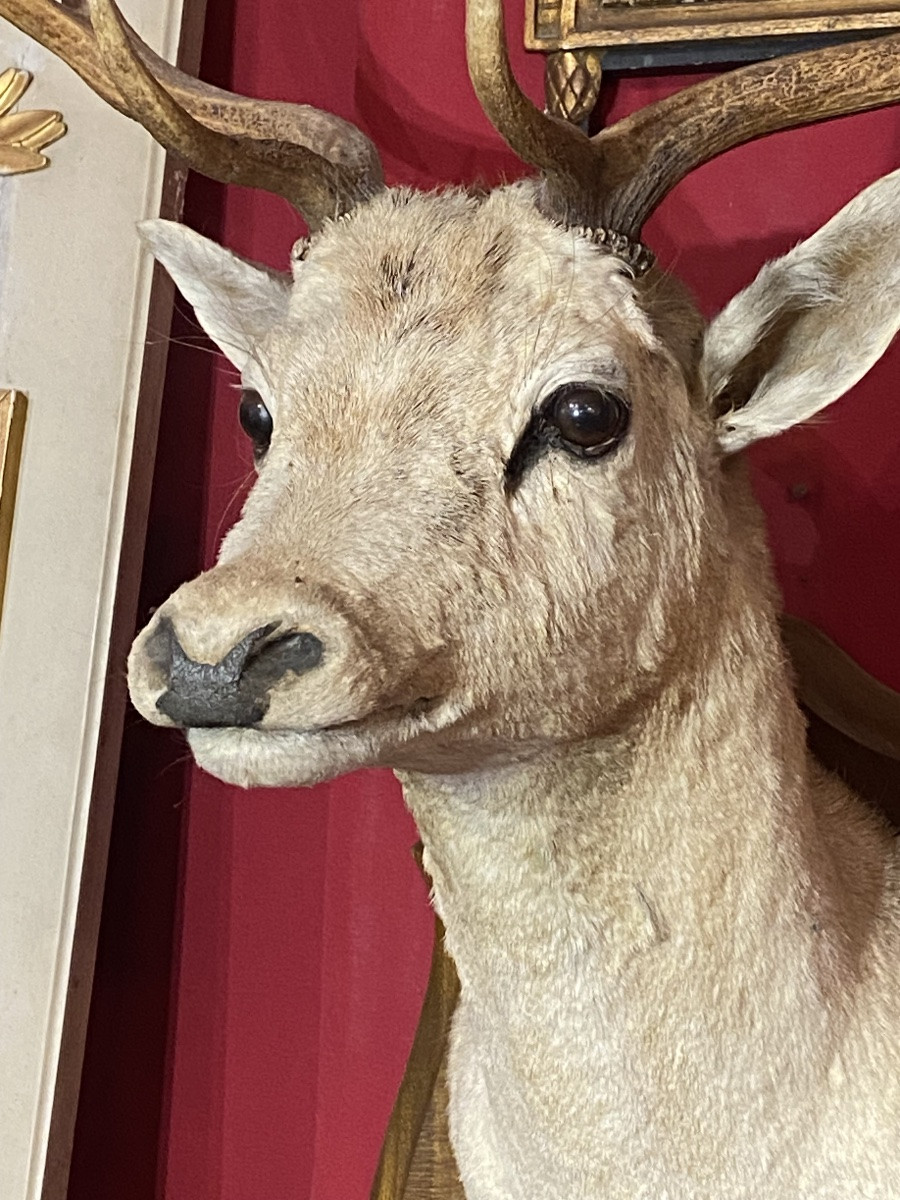 Grand trophée de chasse tête de daim taxidermie-photo-3