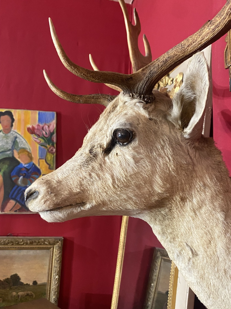 Grand trophée de chasse tête de daim taxidermie-photo-4