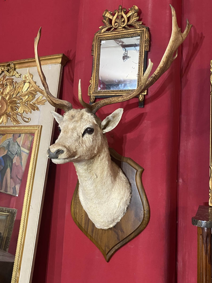 Grand trophée de chasse tête de daim taxidermie