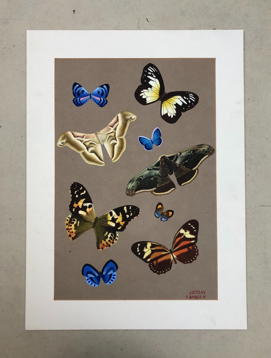 Butterflies, Gouache, School Of Fine Arts Work-photo-2