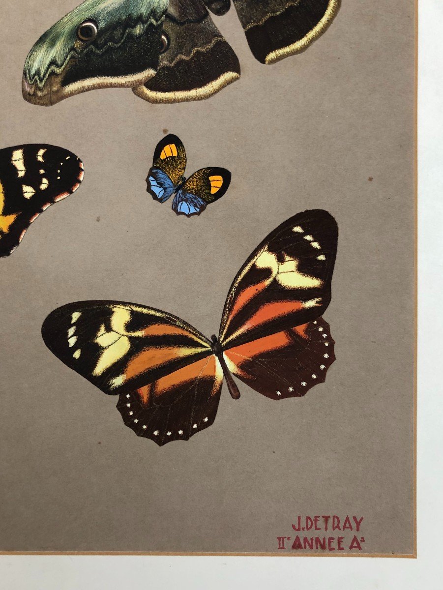 Butterflies, Gouache, School Of Fine Arts Work-photo-1