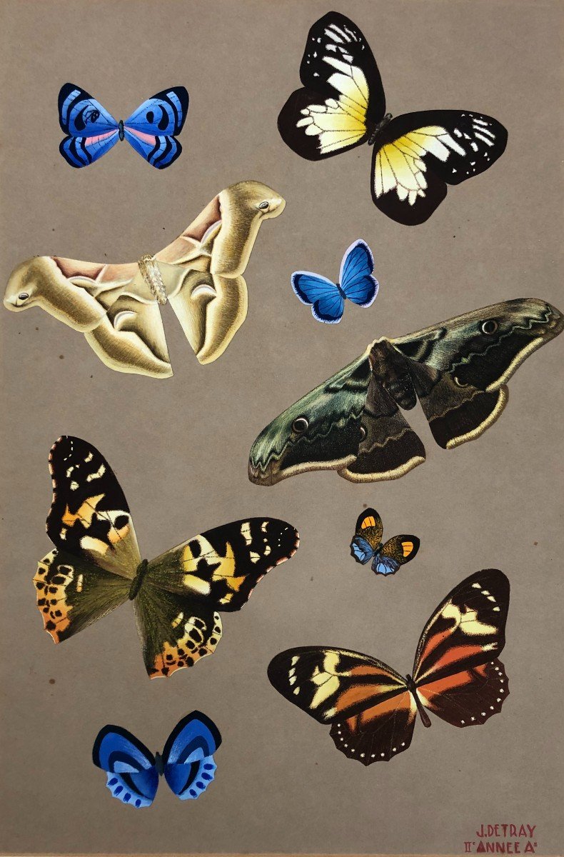Butterflies, Gouache, School Of Fine Arts Work