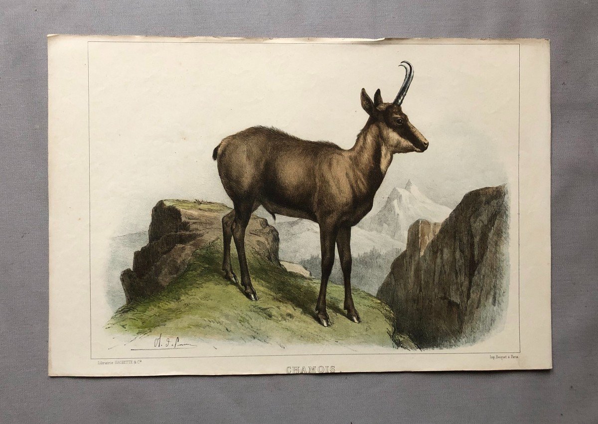 Chamois, Lithograph After Olivier Charles De Penne-photo-2