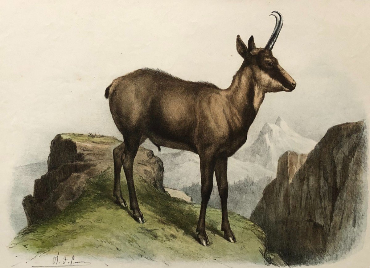 Chamois, Lithograph After Olivier Charles De Penne