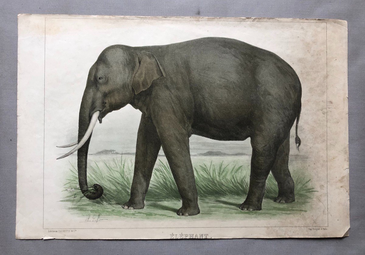 Eléphant, Lithographie d'Après Olivier Charles De Penne-photo-2