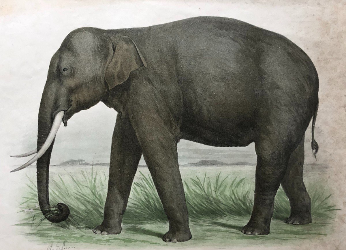 Eléphant, Lithographie d'Après Olivier Charles De Penne