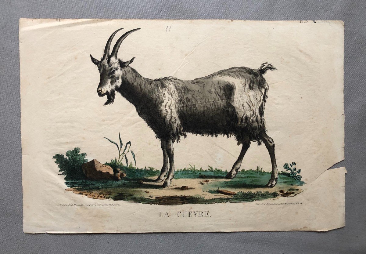 The Goat, Lithograph After Vallet-photo-2
