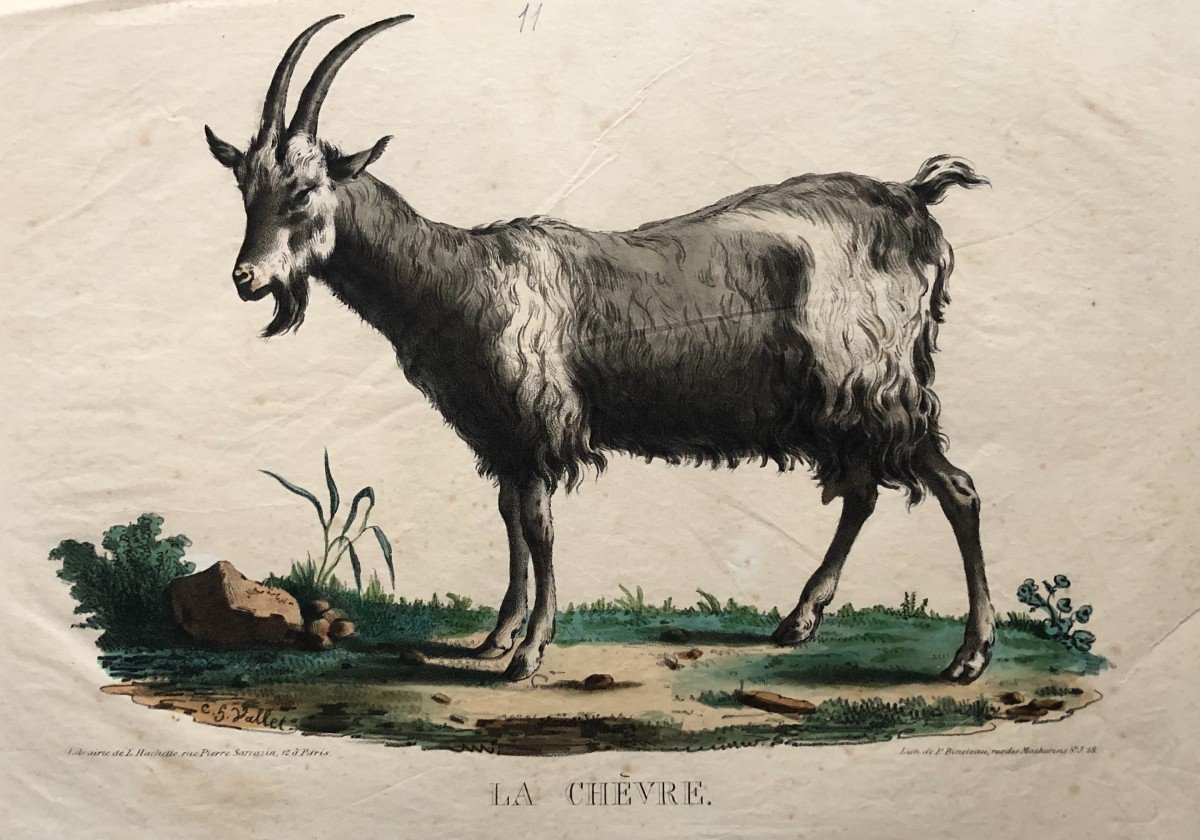 The Goat, Lithograph After Vallet