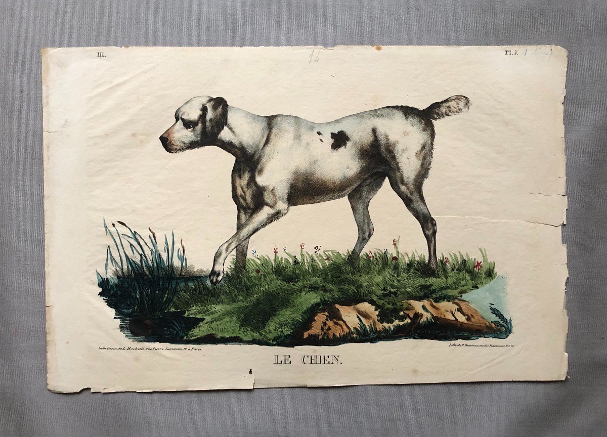 Le Chien, Lithographie d'Après Brunard-photo-2