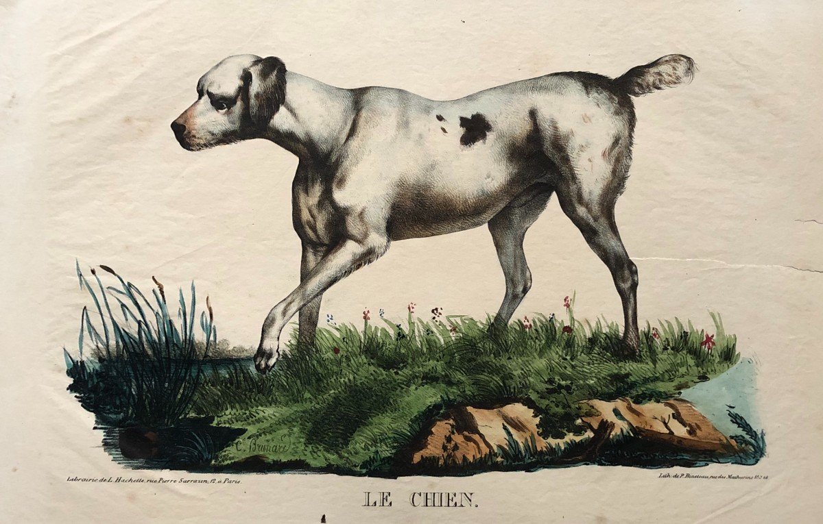 Le Chien, Lithographie d'Après Brunard