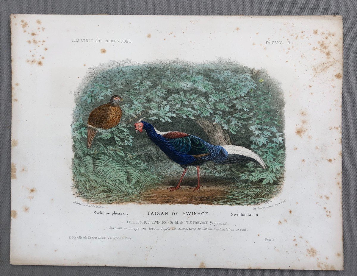 Pheasants, Four Lithographs After Théophile Deyrolle-photo-3