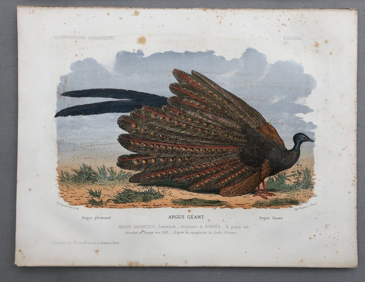 Pheasants, Four Lithographs After Théophile Deyrolle-photo-4