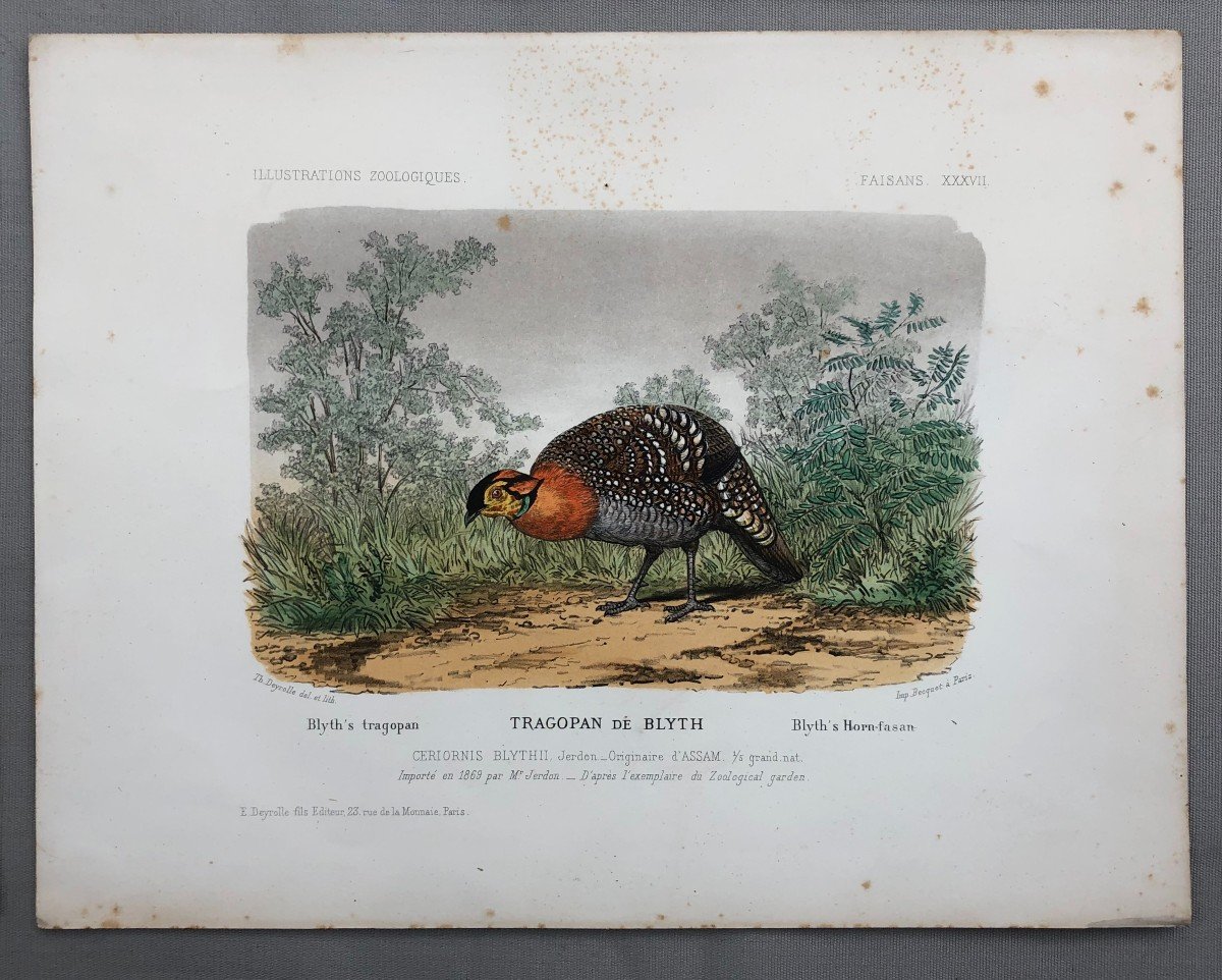 Pheasants, Four Lithographs After Théophile Deyrolle-photo-1