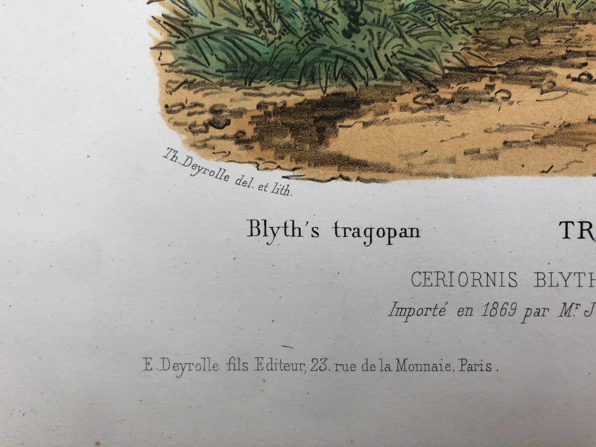 Pheasants, Four Lithographs After Théophile Deyrolle-photo-3