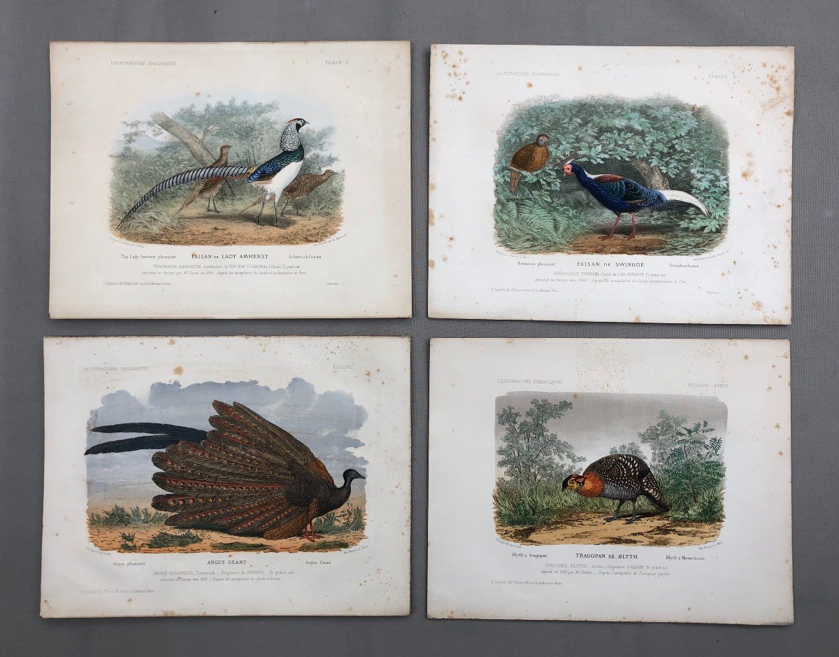 Pheasants, Four Lithographs After Théophile Deyrolle