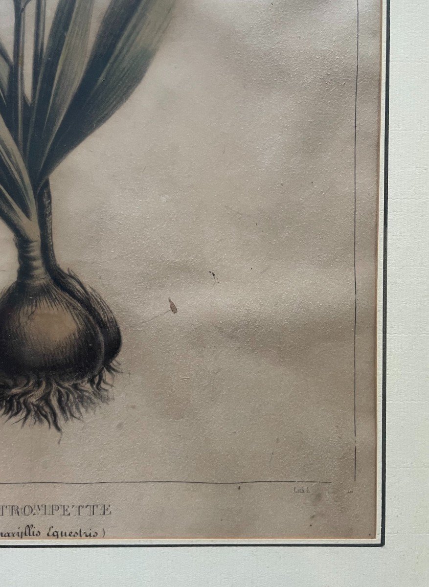 Etienne Denisse, Deux Lithographies Botaniques, Flore d'Amérique-photo-4