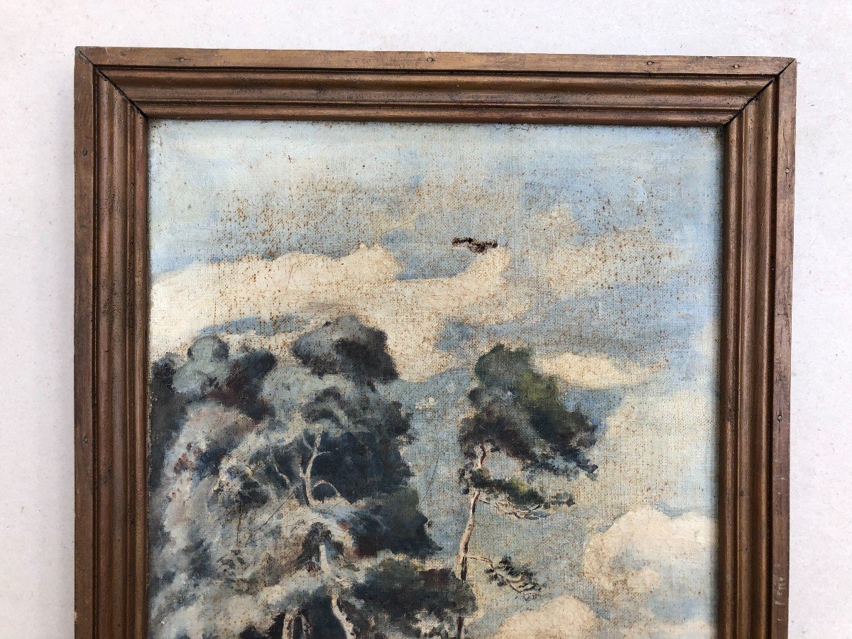 Pines On The Coast, Oil On Canvas, Early 20th Century -photo-2