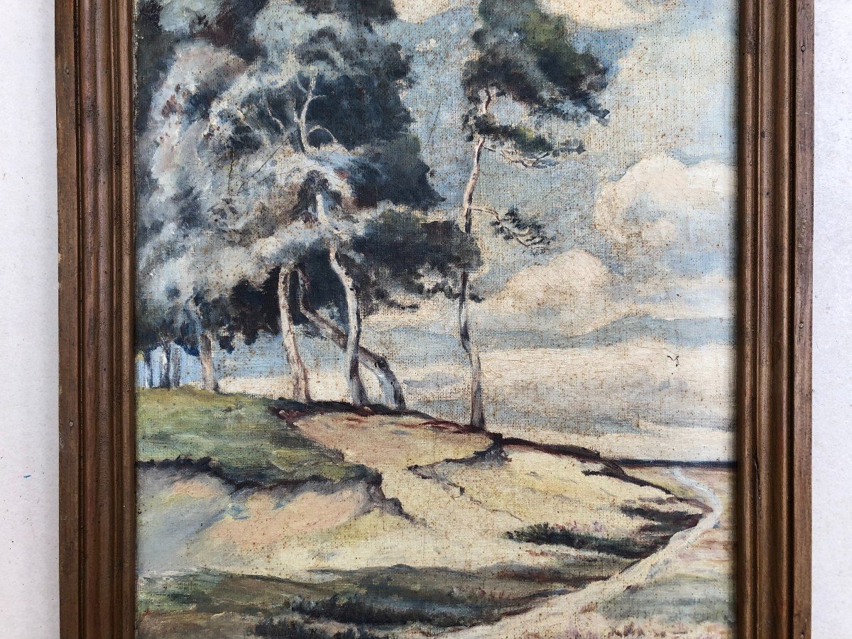 Pines On The Coast, Oil On Canvas, Early 20th Century -photo-3